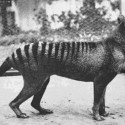 The last known Tasmanian Tiger photographed in 1933. The species is now extinct.
